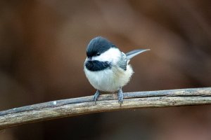 0M3A1288-Enhanced-NR.jpg 0M3A1288-Enhanced-NR.jpg