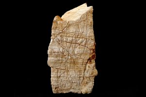 Ordivician Ls 3864 resized.JPG