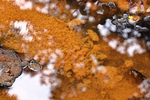 Orange stuff in small stream Corolla Light 3617 resized.JPG