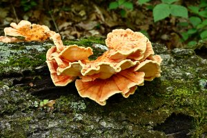Polypore fungus 7095 resized.JPG