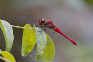 DSC_2308_DxO.jpg DSC_2308_DxO.jpg