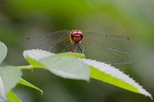 DSC_2320_DxO.jpg DSC_2320_DxO.jpg