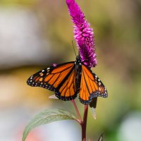 DSC_5935_DxO.jpg
