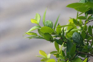 EF 200mm + 1.4 TC-2.jpg