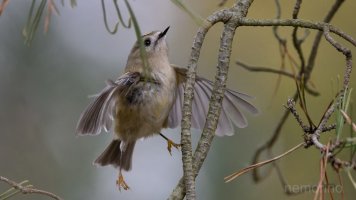 goldcrest again_03.jpg
