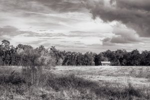Cane Field.jpg