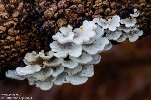 _MG_9007_9046 B,Radius5,Smoothing3.jpg _MG_9007_9046 B,Radius5,Smoothing3.jpg