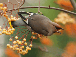 waxwings_eating.gif