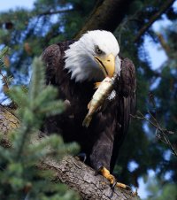 309A5952-DxO_Bald_Eagle_Eating_fish.jpg