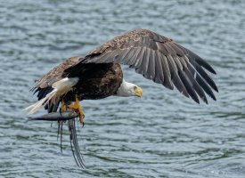 915A3916-DxO_Bald_Eagle+talons+fish-is-ts.jpeg