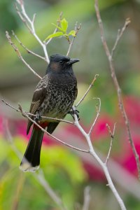 DSC_7379_DxO.jpg