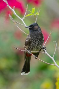 DSC_7395_DxO.jpg