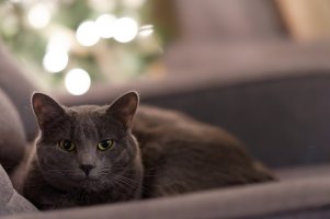 Dove @ Christmas.jpg