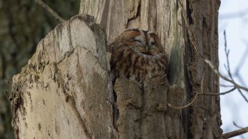  tawny owl.jpg