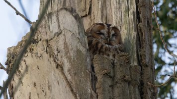  tawny owl_02.jpg