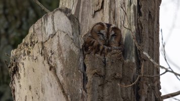  tawny owl_03.jpg