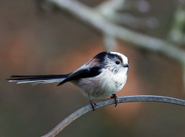 6L8A8479-DxO_longtailed_tit edaut.jpg
