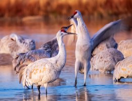 2024-073 155 New Mexico trip-2.jpg