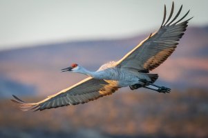 2024-073 890 New Mexico trip-2.jpg