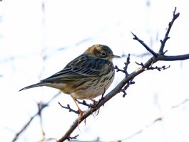 6L8A8538-DxO_Meadow_Pipit-ls-tsaut.jpg