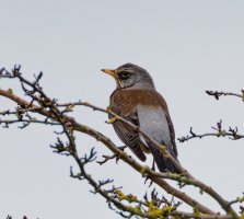6L8A8603-DxO_Fieldfare_cv-ls-ts.jpeg