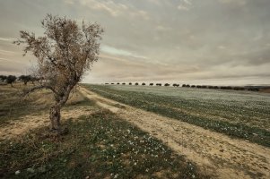 L4A7898_JuanMaReq_0111.jpg