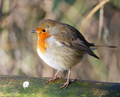 6L8A8898-DxO_puffed_up_robin.jpg
