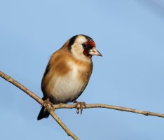 6L8A8951-DxO_Goldfinch+0.7.jpg
