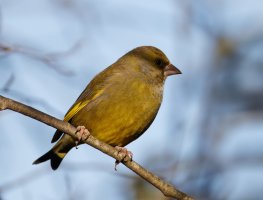 6L8A8963-DxO_Greenfinch_ed1.jpg