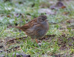 6L8A8990-DxO_Dunnock.jpg