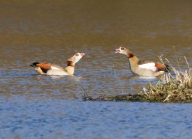 6L8A8892-DxO_Egyptian_Geese_at each other-ls-ts.jpeg