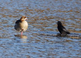 6L8A8946-DxO_Egyptian_Goose+Crow.jpg