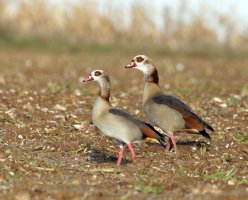 6L8A9030-DxO_Egyptian_Geese_aut.jpg