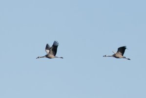 6L8A8806-DxO_5_Cranes_flying-ls+1-ts1.6.jpeg