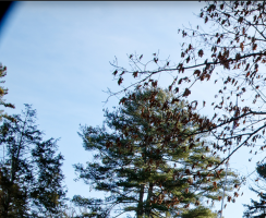 Screenshot 2025-01-17 at 2.16.45 PM.png