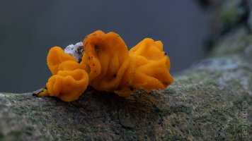 oranger Baumpilz.jpg