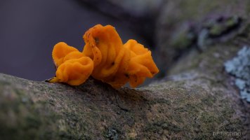 oranger Baumpilz_02.jpg