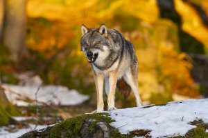 HB 20250117_48A4241_DxO-Bearbeitet.jpg