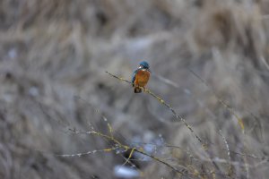 HB 20250119_74A2276_DxO-Bearbeitet.jpg