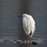 6L8A9576-DxO_Little_Egret-ls-ts.jpeg