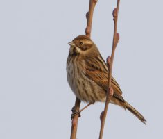6L8A9591-DxO_female_reed_bunting-ls-ts.jpeg