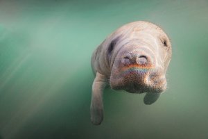 manatee.jpg