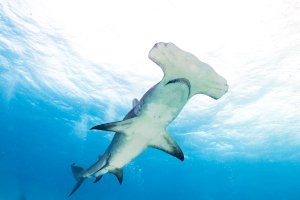 Hammerhead-2.jpg