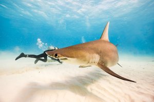Hammerhead.jpg