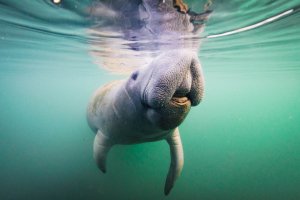 manatee 1.jpg