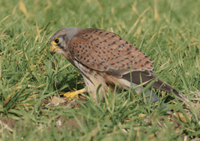 Kestrel_eating_prey_very_small.gif