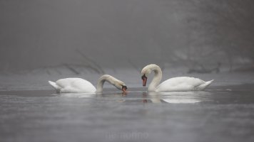 foggy morning_04.jpg