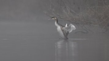 foggy morning_03.jpg