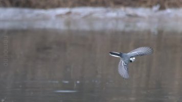 bachstelze im flug.jpg
