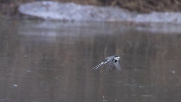 bachstelze im flug_02.jpg